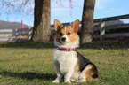 Small Photo #1 Pembroke Welsh Corgi Puppy For Sale in POWELL BUTTE, OR, USA