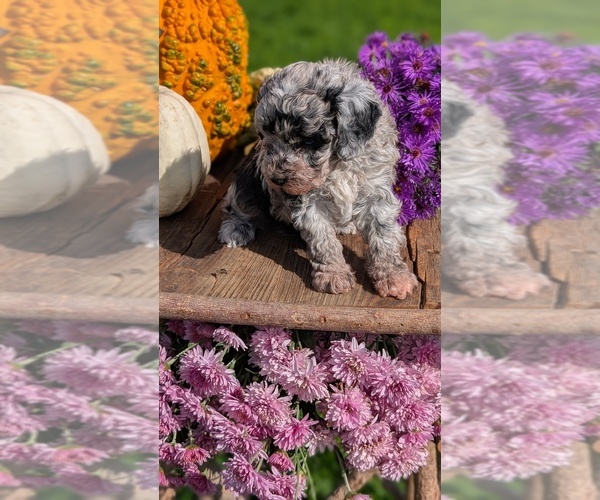 Medium Photo #10 Poodle (Toy) Puppy For Sale in GOSHEN, IN, USA