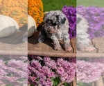 Small #9 Poodle (Toy)