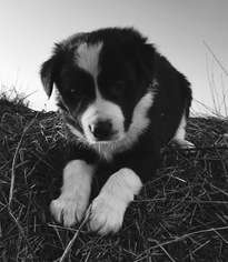 Border Collie Puppy for sale in NEW BOSTON, MO, USA