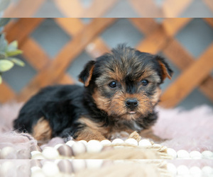 Yorkshire Terrier Puppy for sale in MILLERSBURG, OH, USA
