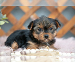 Small Yorkshire Terrier