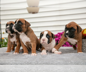 Boxer Litter for sale in WAWAKA, IN, USA