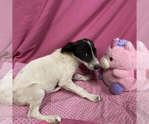Border Collie-Unknown Mix Dogs for adoption in Modesto, CA, USA