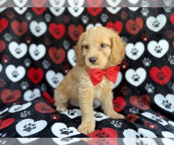 Medium Photo #7 Cock-A-Poo Puppy For Sale in LAKELAND, FL, USA