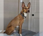 Small #3 Chihuahua Mix