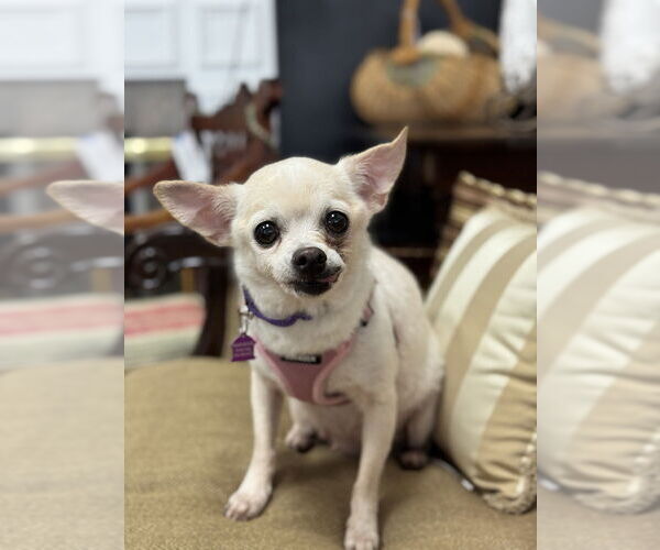 Medium Photo #3 Chihuahua-Unknown Mix Puppy For Sale in Mundelein, IL, USA