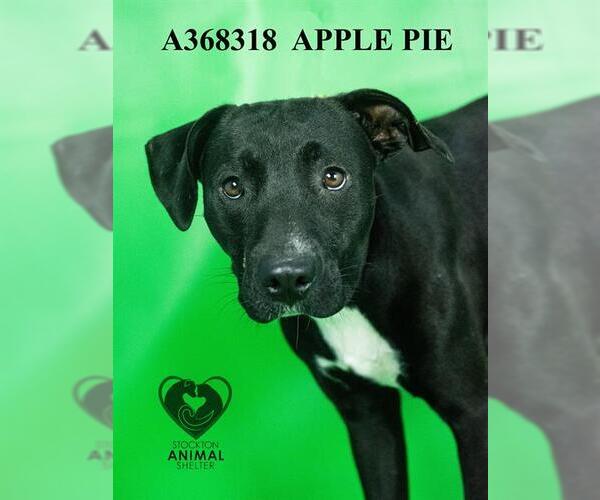 Medium Photo #2 Mutt Puppy For Sale in Stockton, CA, USA