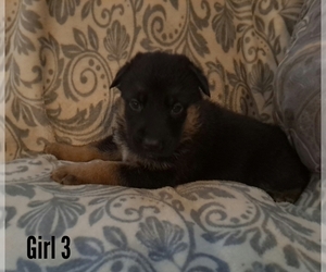 German Shepherd Dog Puppy for sale in LAKEVILLE, OH, USA
