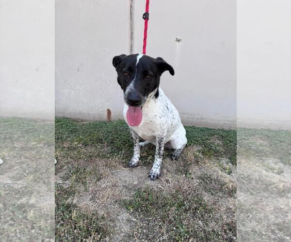 Medium Photo #5 Labrador Retriever-Unknown Mix Puppy For Sale in Rowlett, TX, USA