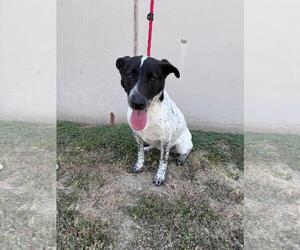 Crona - Female Labrador Retriever-Unknown Mix Dog for Adoption - Photo #5