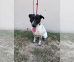 Small #4 Labrador Retriever Mix