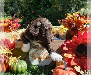 Labradoodle-Poodle (Miniature) Mix Puppy for Sale in MILLVILLE, Minnesota USA