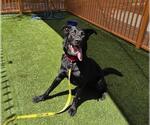 Small Labrador Retriever Mix