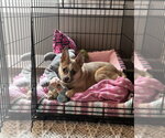 Small #3 Chihuahua Mix