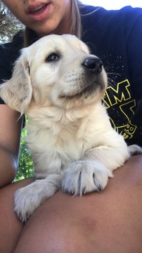 Medium Photo #1 Golden Retriever Puppy For Sale in CONCORDIA, KS, USA