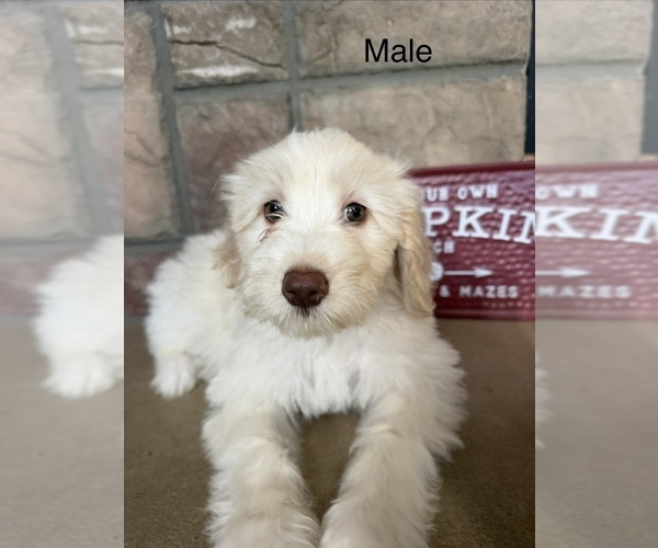 Medium Photo #3 Portuguese Water Dog Puppy For Sale in SWARTZ CREEK, MI, USA