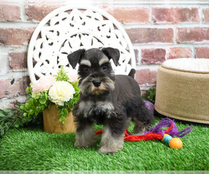 Schnauzer (Miniature) Puppy for sale in SYRACUSE, IN, USA