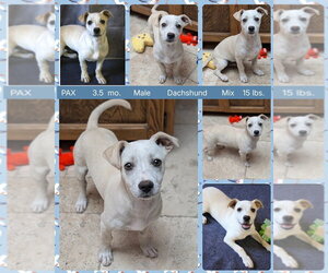 Mauxie Dogs for adoption in Mesa, AZ, USA