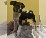 Small #1 Mutt