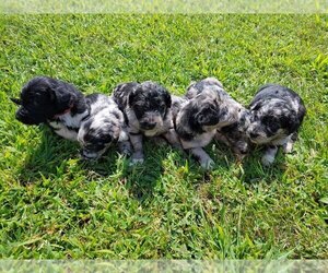 Bordoodle Puppy for Sale in ASHLAND, Ohio USA