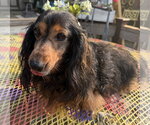 Small Dachshund