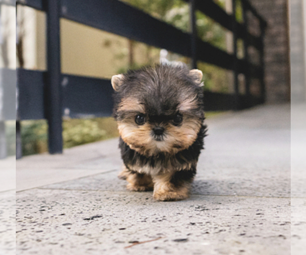 Medium Photo #2 Yorkshire Terrier Puppy For Sale in CHINO HILLS, CA, USA