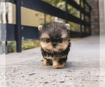 Small Photo #2 Yorkshire Terrier Puppy For Sale in CHINO HILLS, CA, USA
