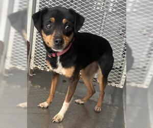 Mutt Dogs for adoption in Bakersfield, CA, USA