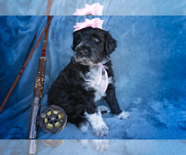 Medium Photo #4 Portuguese Water Dog Puppy For Sale in NAMPA, ID, USA