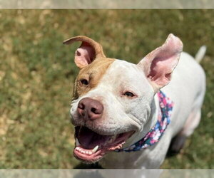Mutt Dogs for adoption in Tulsa, OK, USA