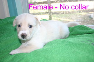 Goberian Puppy for sale in DAVENPORT, FL, USA