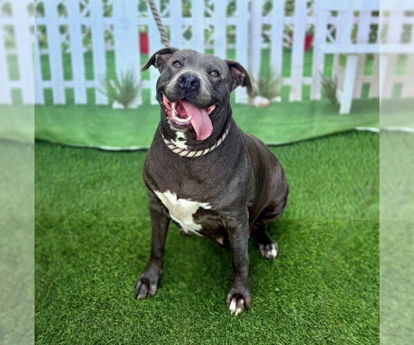 Medium Photo #1 Mutt Puppy For Sale in Long Beach, CA, USA