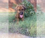 Small #14 Rhodesian Ridgeback