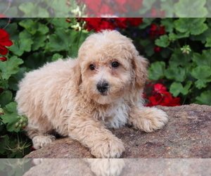 Bichpoo Puppy for sale in SHILOH, OH, USA