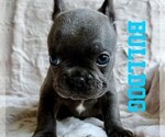 Small #1 French Bulldog