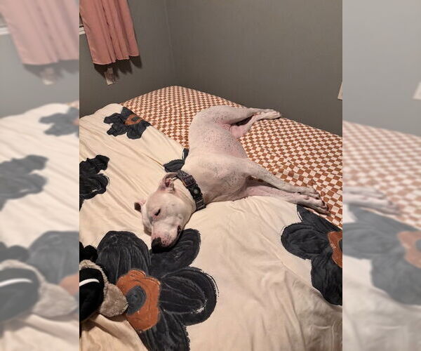 Medium Photo #4 American Bulldog-Unknown Mix Puppy For Sale in Miami, FL, USA