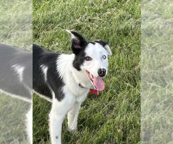 Medium Photo #24 Border Collie Puppy For Sale in Highland, IL, USA