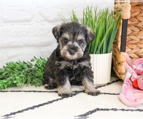 Medium Photo #5 Schnauzer (Miniature) Puppy For Sale in SYRACUSE, IN, USA