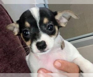 Chihuahua Dogs for adoption in Redwood City, CA, USA