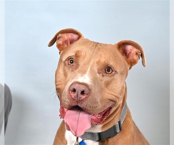 Medium Photo #1 American Pit Bull Terrier-Unknown Mix Puppy For Sale in Fort Collins, CO, USA