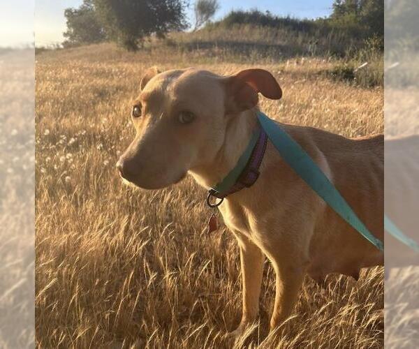 Medium Photo #3 Labrador Retriever-Unknown Mix Puppy For Sale in San Diego, CA, USA