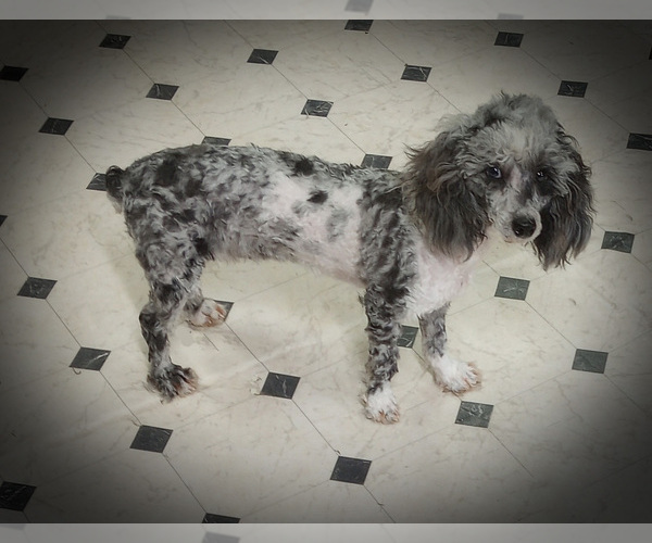 Medium Photo #1 Poodle (Miniature) Puppy For Sale in CHANUTE, KS, USA