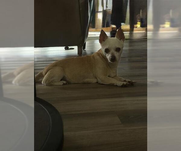 Medium Photo #1 Chihuahua-Unknown Mix Puppy For Sale in San Antonio, TX, USA