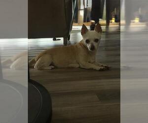 Chihuahua-Unknown Mix Dogs for adoption in San Antonio, TX, USA