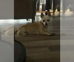 Small Chihuahua Mix