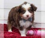 Small Photo #4 Australian Shepherd Puppy For Sale in DUNDEE, NY, USA