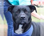 Small Labrador Retriever Mix