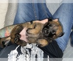 Small #199 Belgian Malinois