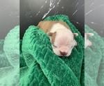 Small #11 Boston Terrier